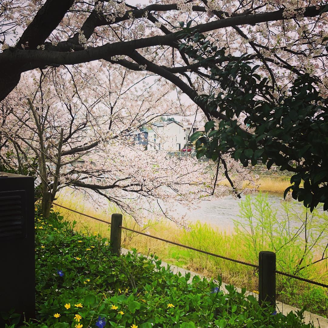 桜満開の犀川沿い……