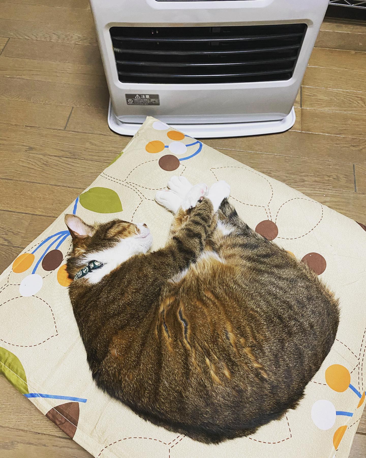 そこ好きな場所だね♪猫は居心地の良い場所... - 金沢片町るたん