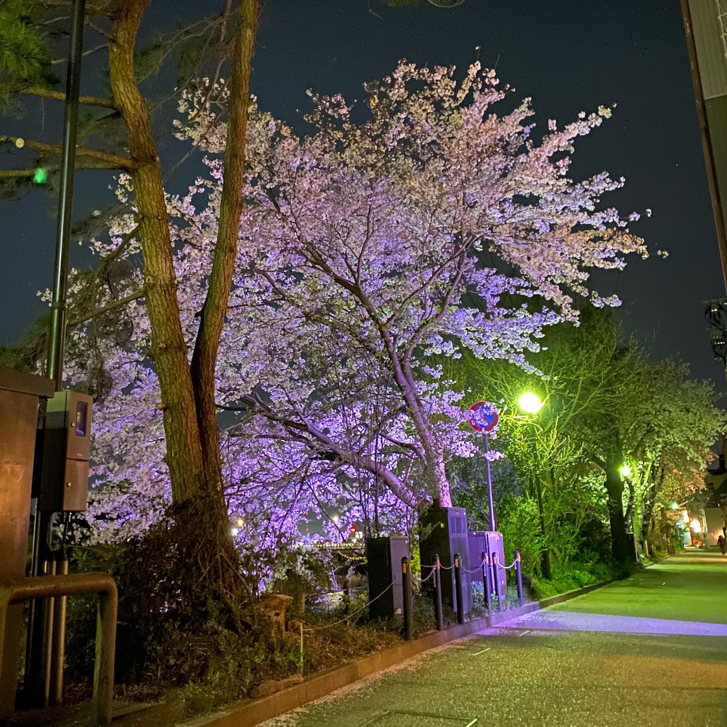 夜桜も綺麗ですね艶やかで綺麗そろそろ散り... - 金沢片町るたん