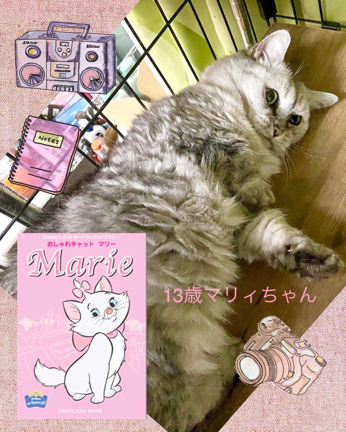 マリーちゃん
金沢片町 Letemps CafeBAR ・Letemps・
カフェバーるたん
マンチカン Munchkin
ディズニーのマリーちゃん #猫のいる暮らし #おしゃれキャット #cat #catgram #Marie #Disney - 金沢片町るたん