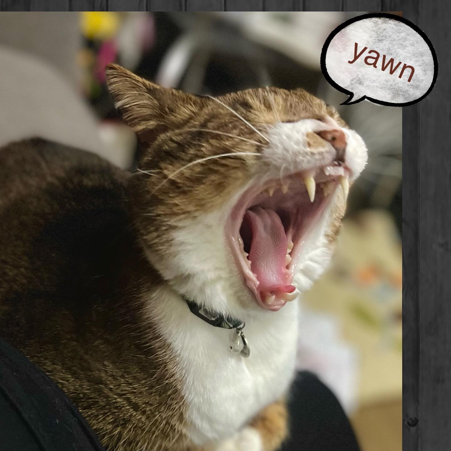 大きなアクビ 猫は顎外れない？ あくびyawn