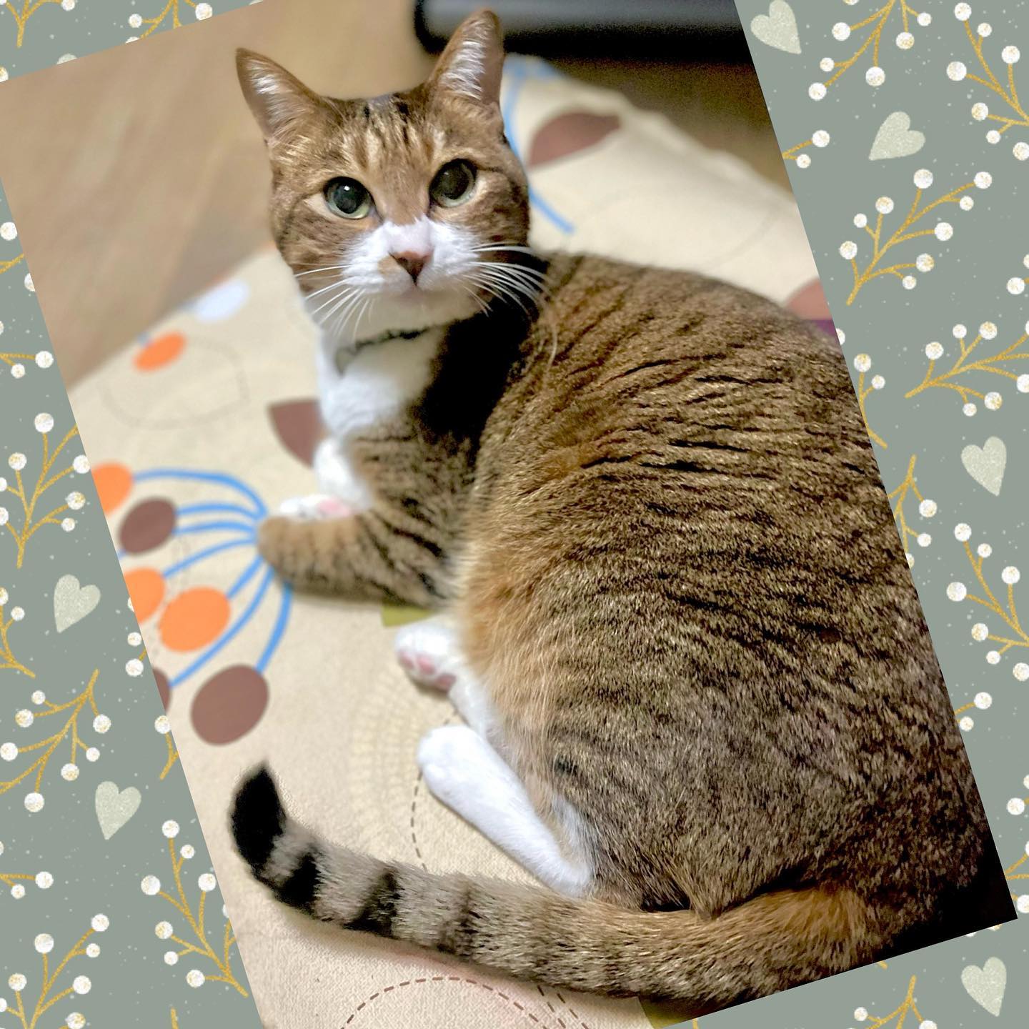 写真映り 猫のいる暮らし ねこすたぐらむ