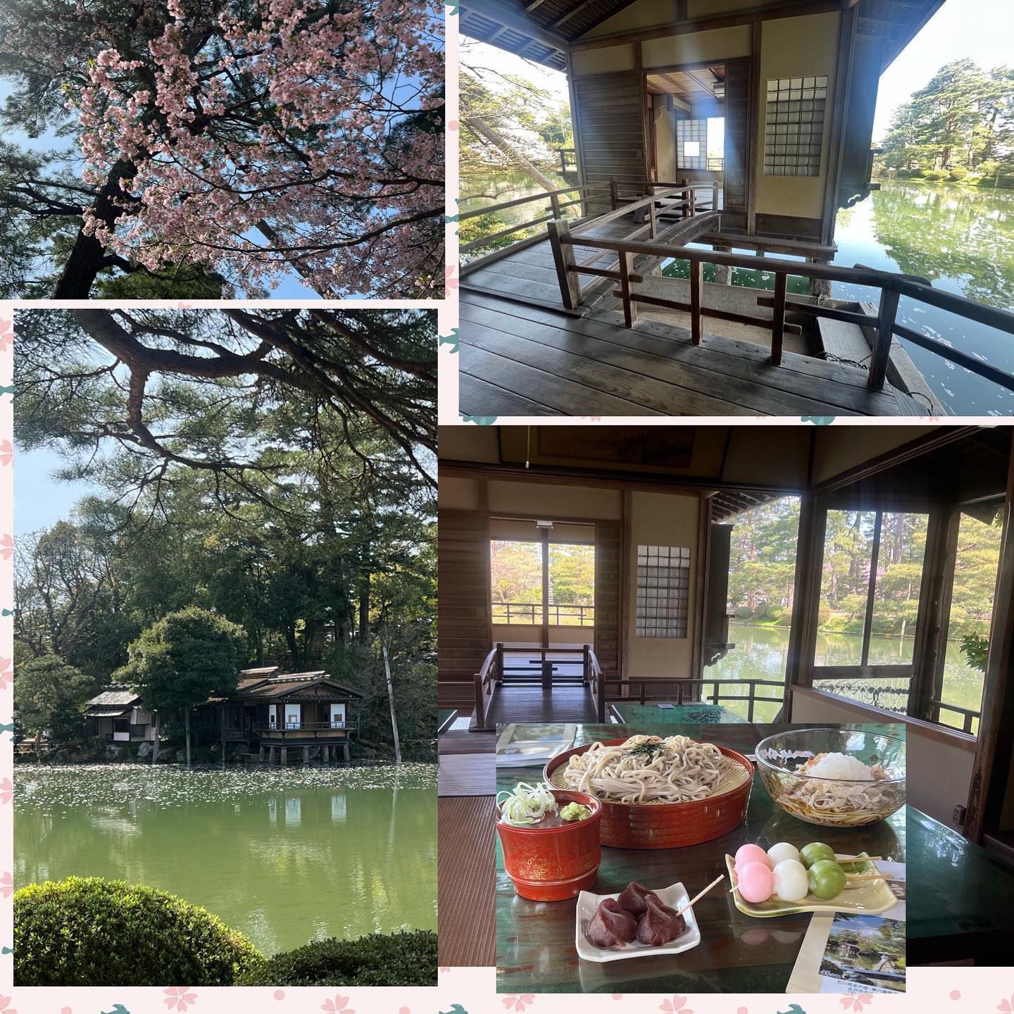 葉桜のお花見　兼六園のお花見