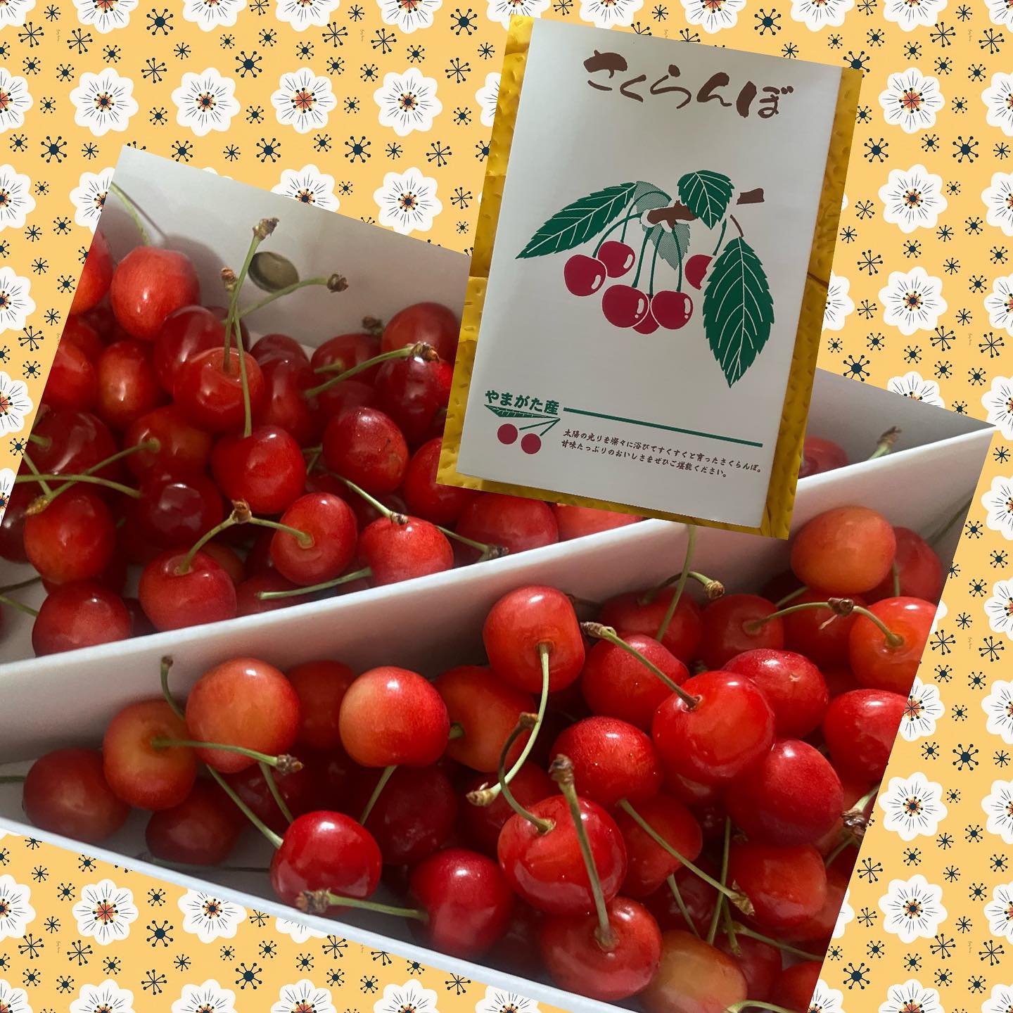 さくらんぼたぁ～～♪今年もありがとう♪やまがた産のさくらんぼ♪果物で好きなのが、さくらんぼとプラムとスイカなのです♪お買い得を見つけたら買ってきてねー♪と頼んでたの…大粒で甘い♪熟れ頃ー♡アメリカンチェリーはすきじゃないのよね…同じさくらんぼなのにね元気出た♪ありがとう(⁎ᴗ͈ˬᴗ͈⁎)#やまがた産#さくらぼ#大粒で塾し頃#旬のものを頂く#CafeBAR_Le_temps#カフェバー_るたん#おひとり様でも #るたん#犀川沿いの夜景#景色が良い #安らぐ空間#お酒と音楽が楽しめる#歌えるカフェバー#カラオケ #大人の癒し#静岡出身です#猫好きです#歌えるカフェバー#友達が増える場所 - 金沢片町るたん