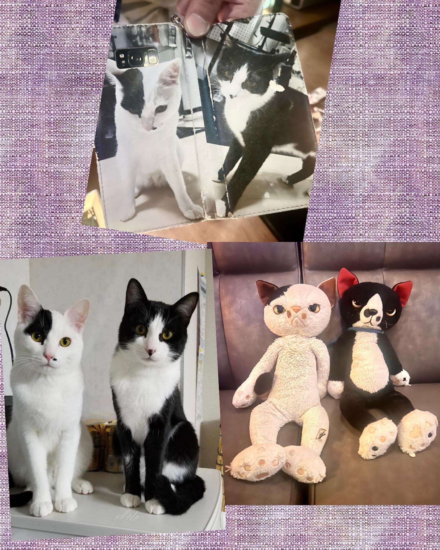 お初のお客様うちの看板猫のぬいぐるみソックスとミルクに彼んちのレオンとクリスが瓜二つだ！と驚かれにっこにこーー♪携帯カバーもオリジナルでクリスとレオンにしてる程の猫好きさん写メ送ってくれました！ホントーやーー♪そっくり！BiSHの唄も素敵でした♪ご縁ですねーこれは♪▽follow me▽@letemps22#カフェバー #Cafebar#心地よい空間#金沢片町 #片町るたん#楽しいひと時#CafeBAR_Le_temps#カフェバー_るたん#おひとり様でも #るたん#犀川沿いの夜景#景色が良い #安らぐ空間#お酒と音楽が楽しめる#歌えるカフェバー#金沢片町カラオケ #大人の癒し#静岡出身です#猫好きです#コンパ開催してます#内藤デザイン研究所#猫のぬいぐるみ#スクラッチ#米田民穂#scratch - 金沢片町るたん