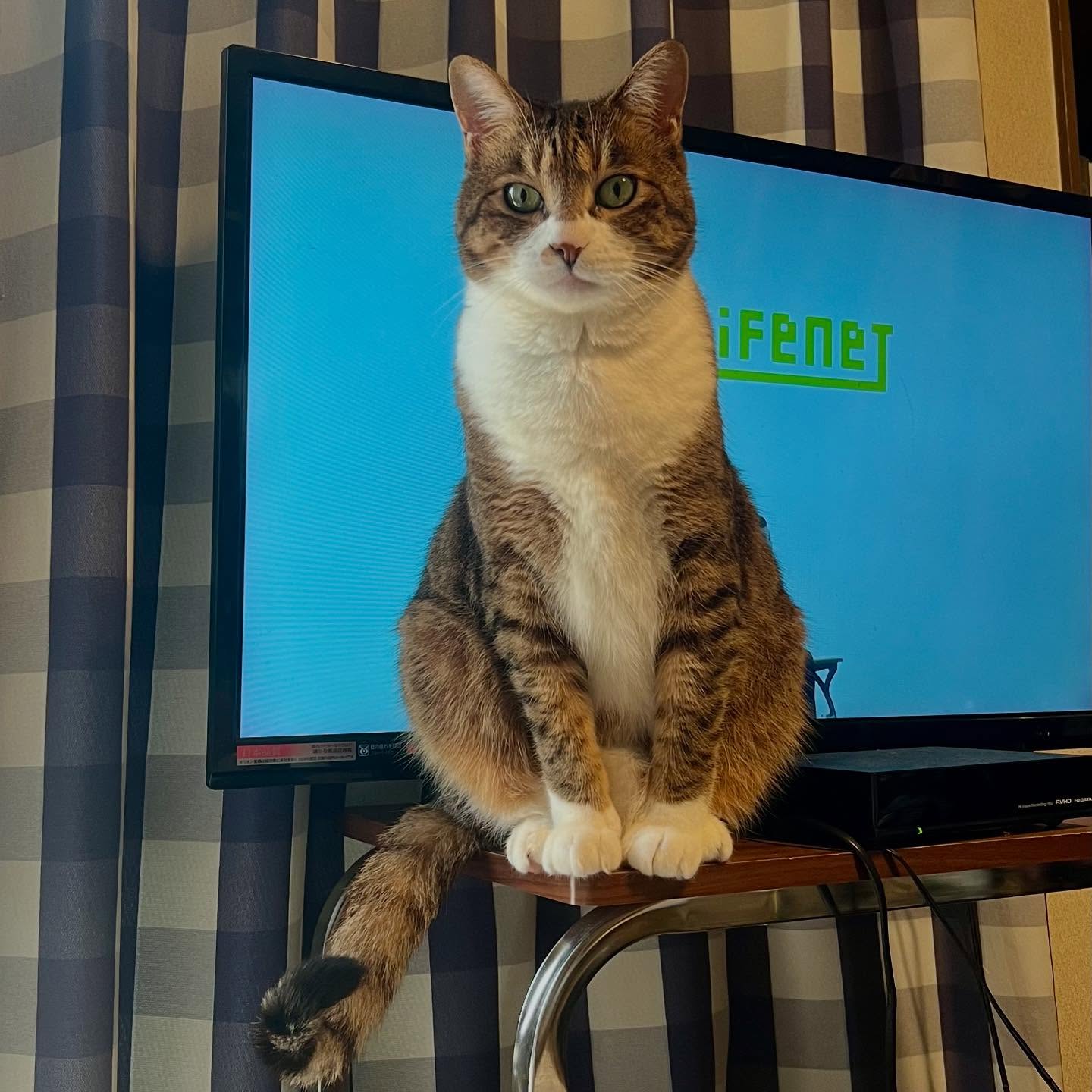 猫あるあるいつもの事だね猫あるあるイライラもしないけどどいて欲しいのー▽follow me▽@letemps22#靴下ねこ#保護猫#猫あるある#片町カラオケ#片町カラオケバー#カラオケ唄えます#カフェバー_るたん#犀川沿い#雑貨大好き#interior - 金沢片町るたん